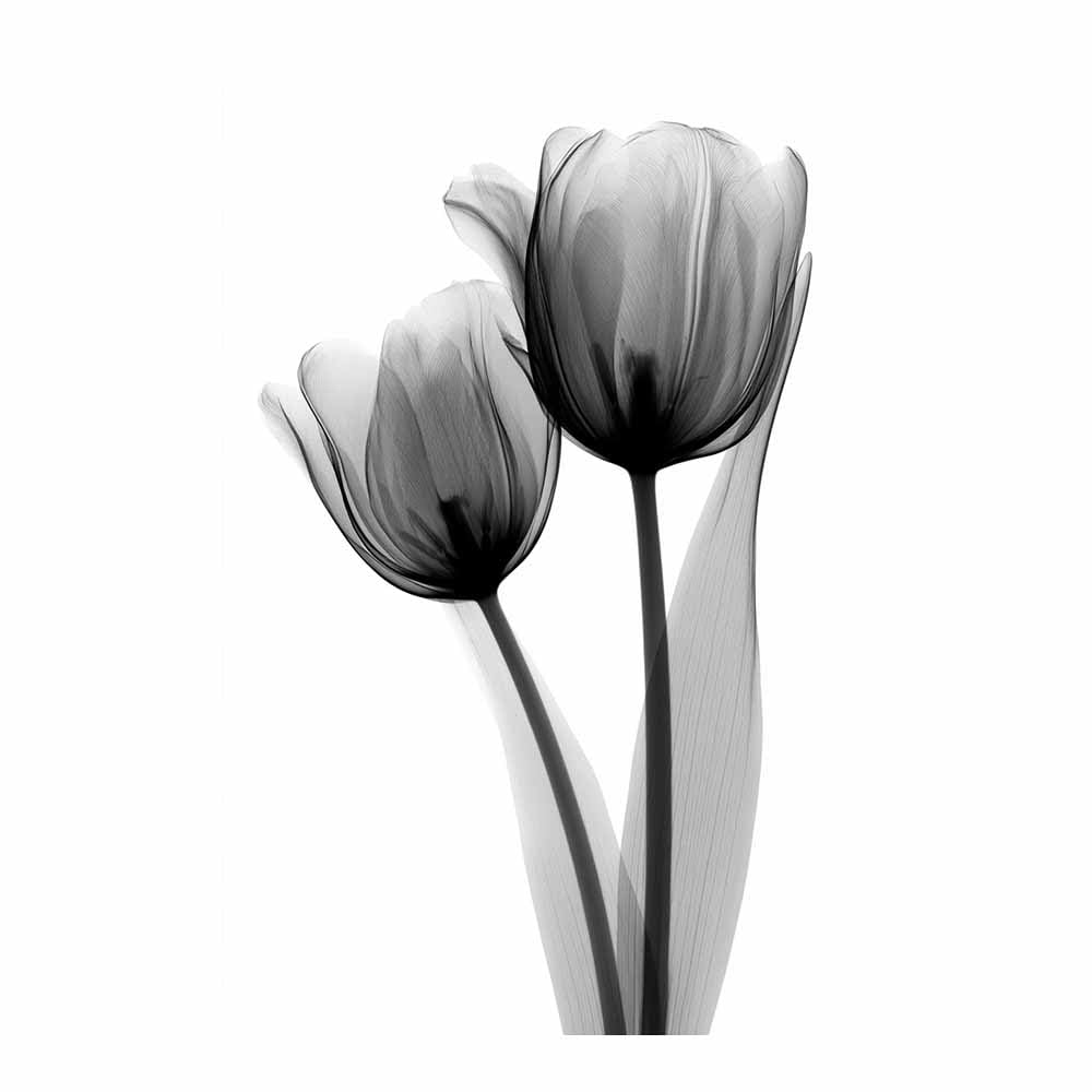 HOQIU Black And White Prints Monochrome X-Ray Tulips canvas wall art, painting and decor, for Living Room Bedroom Home Decoration(Multicolor)-60x80cm Unframed