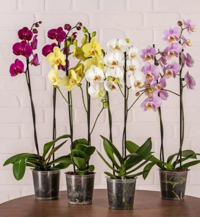 Premium Mix Color Live Orchid Plant Pack of 5 – Exotic Indoor Flowering Plants (Phalaenopsis) | Long Lasting Blooms | Low Maintenance Home Décor & Gift Flower Tree | (Not Include Pot)_-picture-32