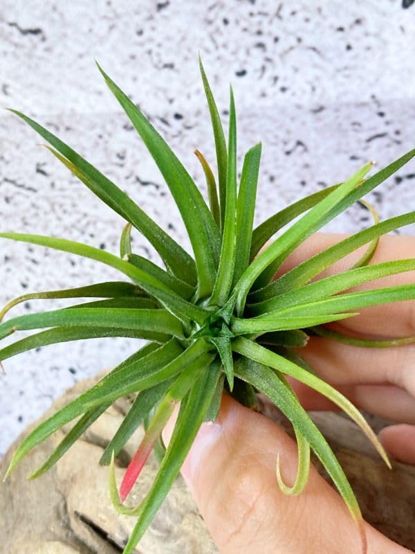 Amazon.co.jp: Frontier Plants現品チランジア イオナンタ ヴァリエ