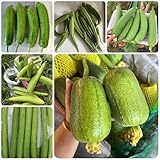 semillas de lufa orgánicas, resistentes, trepadoras, pepino luffa, interior, para balcón, 30pcs