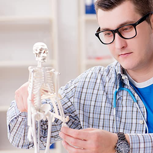 Aliwovo Skeleton Model Anatomy Mini Human Anatomical Skeleton Medical Education Study 17.7"Model With Colorful Manual And Exquisite Packaging #TOP5