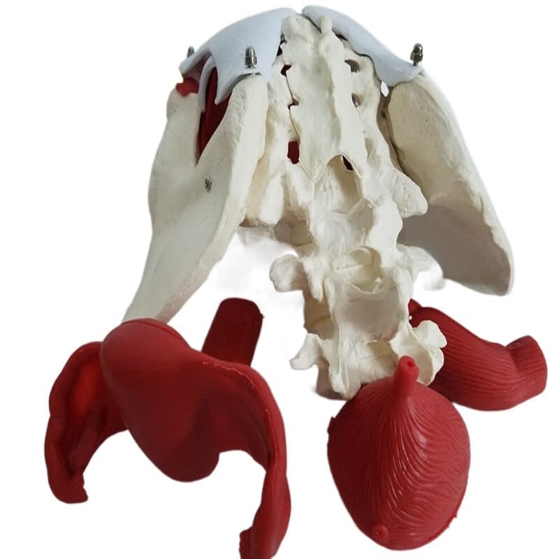 1: 1 Modelli di Organo Femminile pelvico Femminile (2 lombari della Colonna vertebrale) Vescica Femminile Muscoli del Pavimento pelvico con coccige Modello Sacro