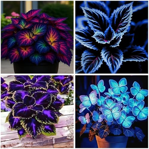 Mixrug 150+ Mixed Coleus Seeds for Planting - Non-GMO Heirloom Rainbow Coleus Seeds Painted Nettle for Outdoor Gardens & Indoor Pots-Pollinator-Attracting
