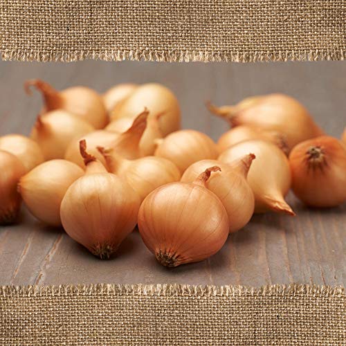 FLORTUS BIO Wintersteckzwiebel Stuttgarter Riesen | 200 g | Steckzwiebeln für den Anbau von frischen, goldenen und fleischigen Zwiebeln | Ideal für den Garten und das Hochbeet | Wintergemüse Cover