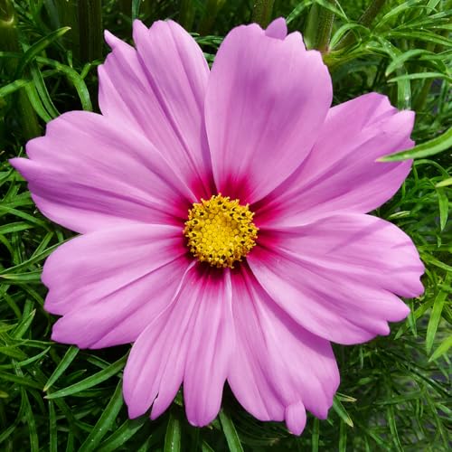Image of Cosmos Flower Seeds Mix Pack of 50 Plus Seeds Multicolor Seasonal Flower Seeds for Home Garden Balcony Pots Outdoor Gardening