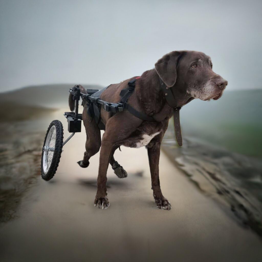 Silla de Ruedas para Perros Grandes, Pastor Alemán, Golden, Labrador Retriever y similares. Ruedas Todo Terreno. Con Faja Abdominal, Fabricada en España. Muy Ligera y Resistente.