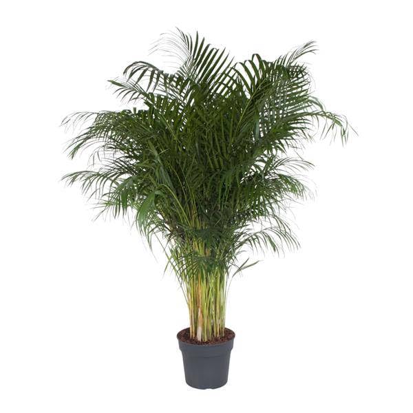 Dypsis Lutescens - 200 cm - Ø 34
