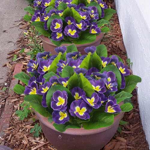 Cityes JSRJ0039 4 Pcs Artificial Pansy Flowers Outdoor Silk Flowers Spring Flowers Pansies Artificial Wildflowers Purple Uv Resistant Plants Faux Flowers thumb #2