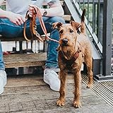 HUNTER AALBORG Hundegeschirr, Leder, S-M/1, cognac