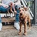 HUNTER AALBORG Hundegeschirr, Leder, S-M/1, cognac