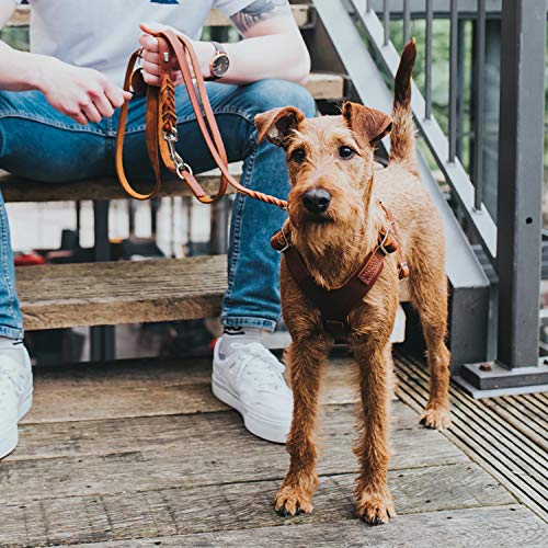 HUNTER AALBORG Hundegeschirr, Leder, S-M/1, cognac