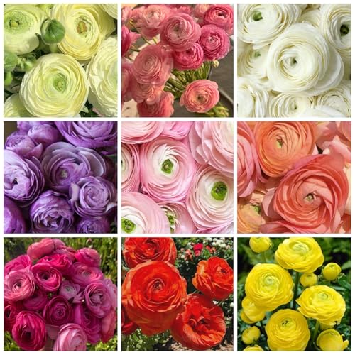 125+ Exotic Peony Seeds with Ruffled Blooms Non-GMO Heirloom Ranunculus Flower Seeds for Planting Perennial Flowers Attracts Butterflies Pollinators Outdoor Garden