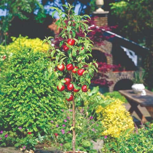 Patio Nectarine (Prunus Persica Nuciperscia) for Small Gardens, containers. Beautiful Pink Blossoms in Spring, Followed by Sweet red-Orange Fruit in September 1 x 5 Litre Pot by T&M