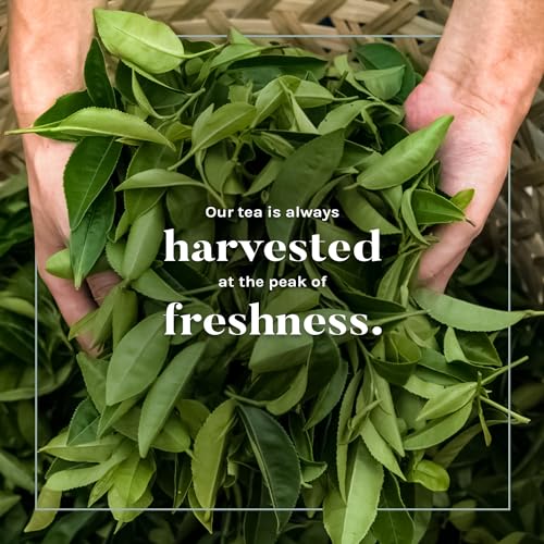 Uncle Lee's Organic Green Tea (4-Pack, 424 Count)