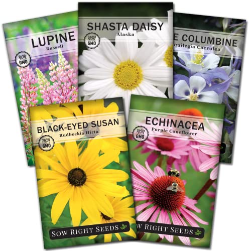 Sow Right Seeds - Perennial 5 Flower Garden Seed Collection for Planting - Russell Lupine, Black-Eyed Susan, Shasta Daisy, Purple Coneflower & Blue Columbine - Non-GMO Heirloom Packets Home Gardening