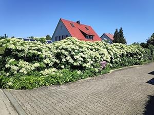 Baumschule Gold Kletterhortensie 40-60 cm