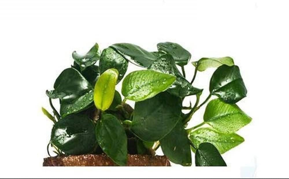 Maalavya Live Aquarium Aquatic Plant Anubias Nana (Green, 3 to 5 Leaves)