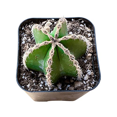 Live Succulent Mexican Fence Post Cactus, Easy Care, 2 Inch Fully Rooted Potted Indoor Plant for Home Decor