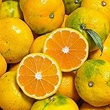 愛媛 みかん 訳あり （5kg） 宇和島 吉田産 農地から 宇和海の幸問屋