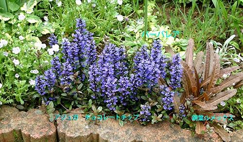 Amazon.co.jp: ハッピーガーデン 花苗 アジュガ チョコレートチップ 1