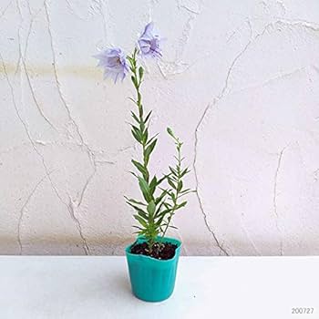 Amazon.co.jp: おもてなしキキョウ(桔梗）：二重系絞り紅花3号