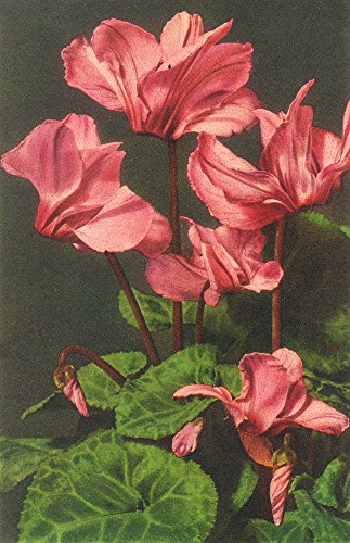 Cyclamen persicum Flowers (iPhone 7 Plus Cell