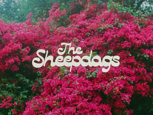 The Sheepdogs
