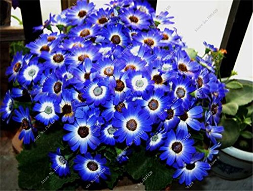 2015 nuovo arrivo 100 semi PHLOX stella di scintillio, Semi Phlox Drummondii Cuspidata Fiore, Casa Giardino delle piante