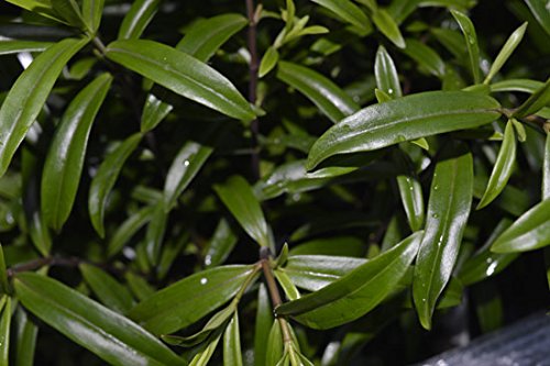 Garden Expert 16180 "Hebe Great Orme" Plant in 15 cm Size Pot - Green