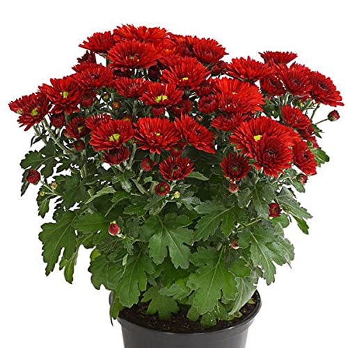 HERBALISM Red Chrysanthemum Chandramallika Shaavantige Shyaavantige Sevantige Chandramukhi Shevati Godaavari Chrysanthemum indicum living plant. (B09Q21Y32V) Amazon Price History, Amazon Price Tracker