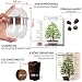 Bonsai Starter Kit Inkl. GRATIS EBook & Gewächshaus (Australische Kiefer + Ölbaum