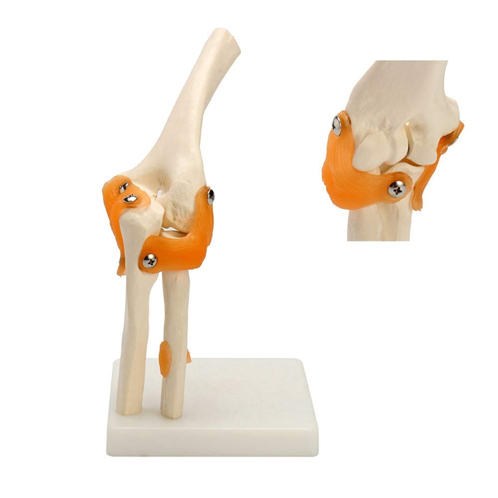 Model anatomiczny ludzki model stawu łokciowego anatomia anatomiczna stawu łokciowego Model medyczny ortopedia medyczne materiały dydaktyczne 12x12x39cm