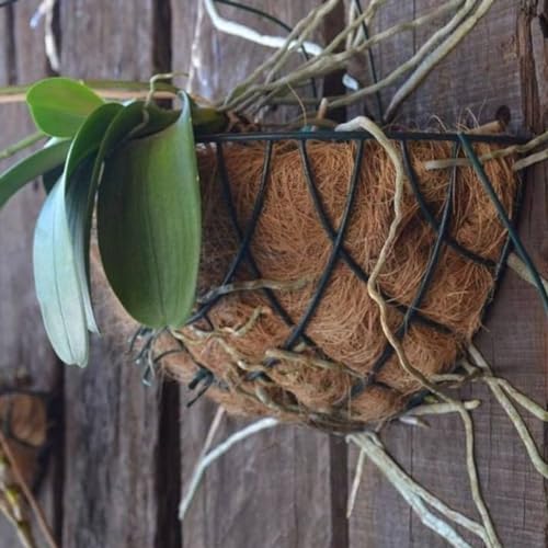 Kit 2 Meio Vaso De Parede De Fibra De Coco 25cm Natural Com Suporte Para Samambaia Avenca e Jibóia C