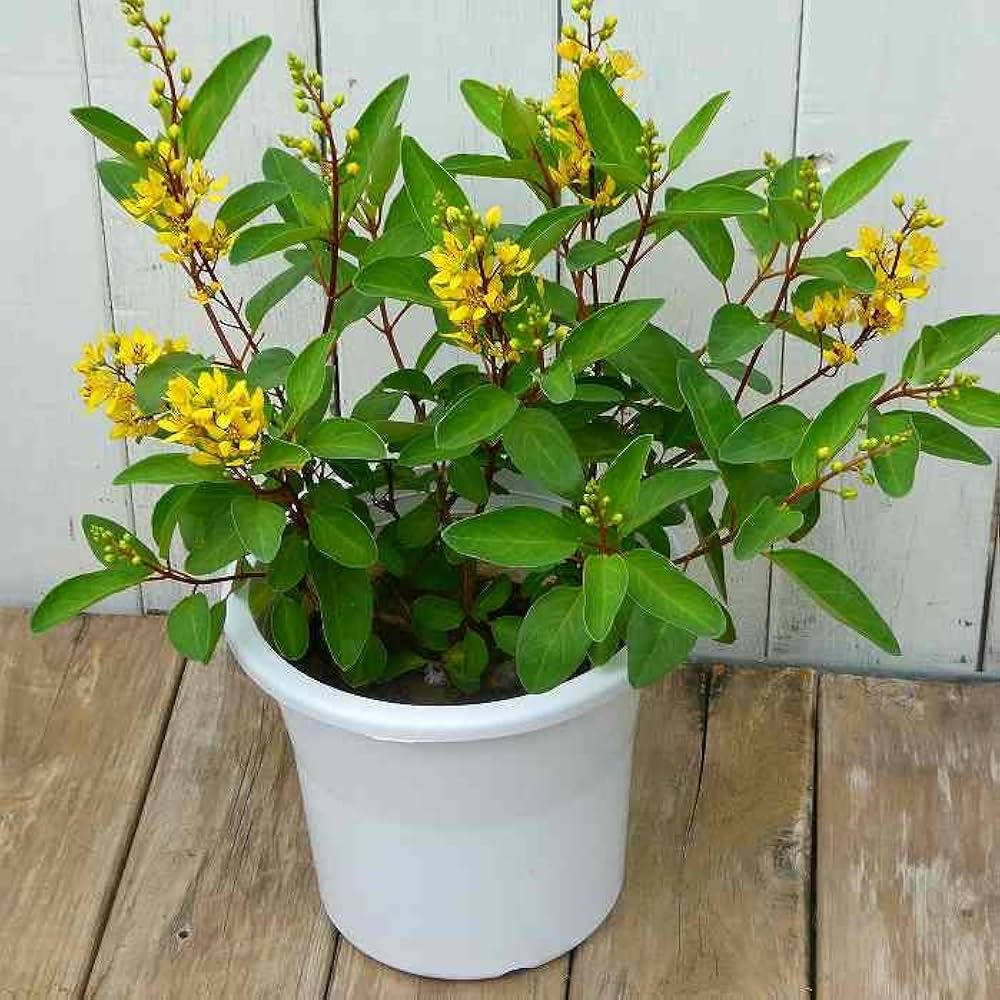 花鳥58 Buy Crazy 8 'Sun' - G24829 | GOAT