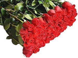 Amazon.com : KaBloom PRIME OVERNIGHT DELIVERY: Limitless Collection ...