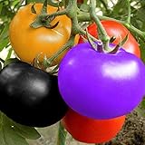 ??Belleza: los tomates arcoíris hacen referencia a una mezcla de alimentos maduras, incluyendo varios colores hermosos. Se ve hermoso y tiene buen sabor.