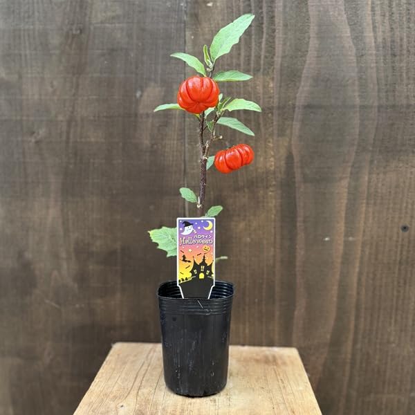 Amazon｜観葉植物 苗：ソラナム パンプキン*ハナナス パンプキンツリー