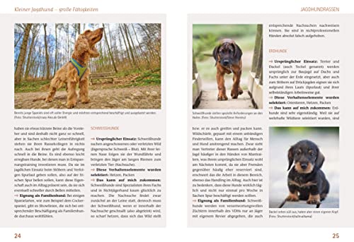 Wilde Welpen & kleine Jagdnasen: Jagdhundwelpen in Familienhand