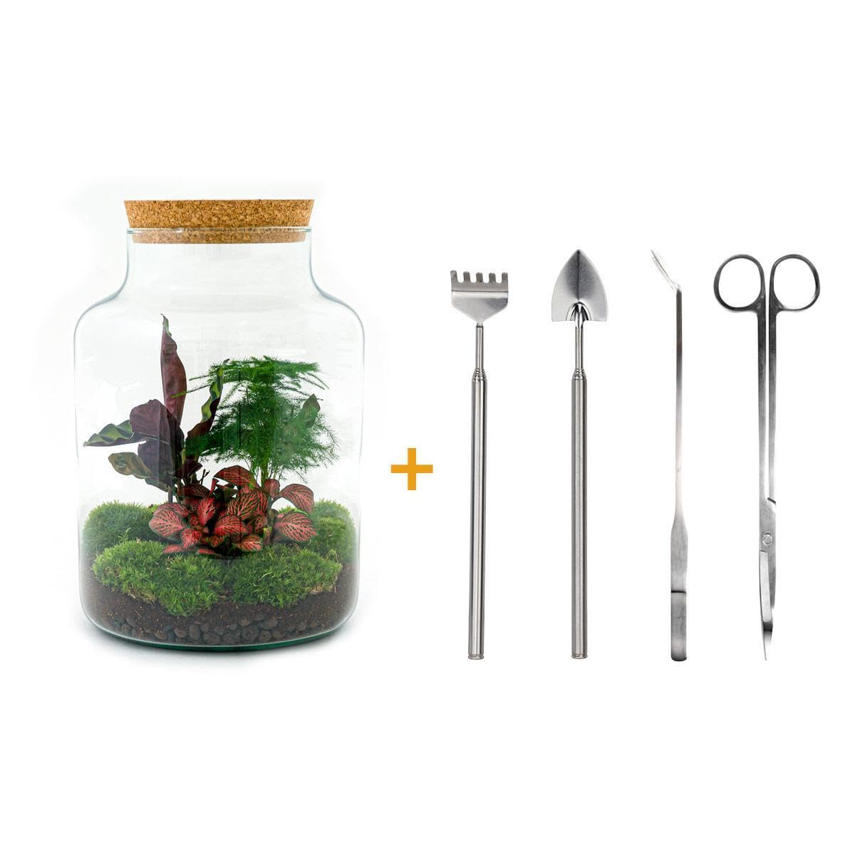 Giardino di bottiglie "Milky" – Terrario per piante fai da te – 30 cm – con pianta Calathea – incl. rastrello, pala, pinzette e forbici