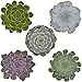 Produktbild Pasiora Echeveria Mix im 10,5cm Topf, verschiedene mittelgroße Pflanzen, Rosetten Geschenkset (5 Stück)