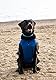 Lautus Pets Hundekühlweste – Leichte Sommerjacke für Kleine Hunde mit Reißverschluss & Klett – Einfach An-/Auszuziehen für Spaziergänge, Reisen & Draußen - XXL