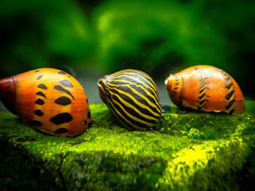 Aquatic Arts Nerite Snail Combo Pack: 1 Zebra, 1 Tiger | Substrate Clearer/Aquarium Filter | Safe in...