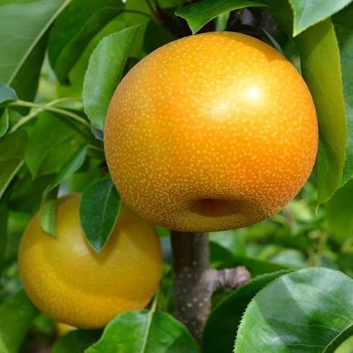 [先行予約]和歌山の樹上成熟梨 約4kg(12〜15玉)[MS129]