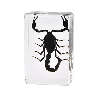 4Pcs الحشرات في الراتنج عينة، علة الحفاظ على عينة جمع Paperweights الحشرات الراتنج عينة الحشرات المختلفة لمكتب مدرسة الأحياء عرض اللوازم (كلاسيكي)