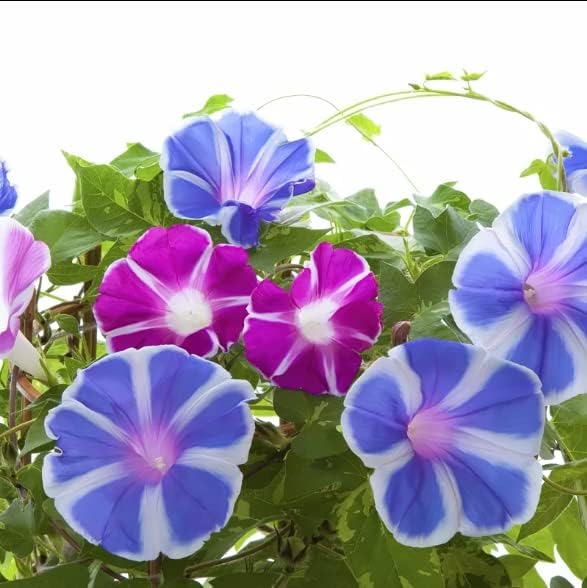 Miniatura 2 de 200 semillas de gloria de la mañana para plantar semillas de flores sin OMG para decoración del jardín del hogar, fácil de cultivar