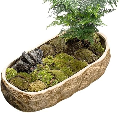Rutexc 金魚水槽、メダカ、睡蓮鉢、水耕栽培、亀、蓮の葉、銅貨、芝緑、カタツムリ園