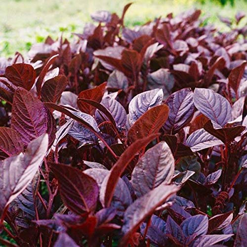 Golden Hills Farm® (AVG 10000-20000) seeds Natural Red Amaranthus Seeds - Amaranthus(Red) Seeds Vegetables Leafy Seeds For Horticulture Home Garden Seeds 10000 seeds (B093QGS523) Amazon Price History, Amazon Price Tracker