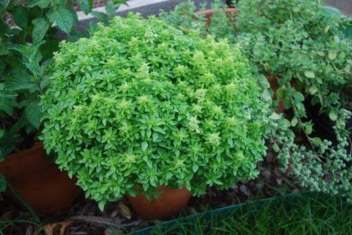 PREMIER SEEDS DIRECT - Basil Seeds - Spicy Globe Bush - 17 Grams
