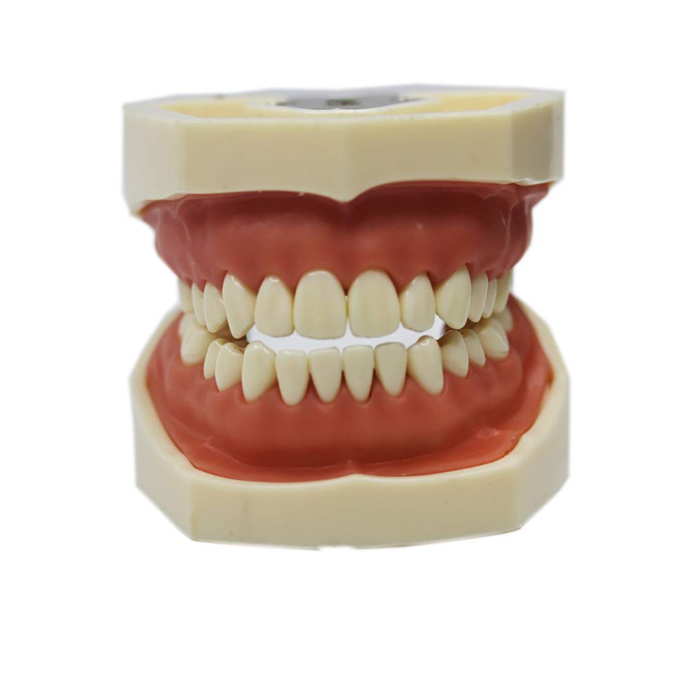 ERNZI Modelo De Enseñanza Dental Modelo Dental Modelo Estándar 28 Dientes Roscados Software De Demostración