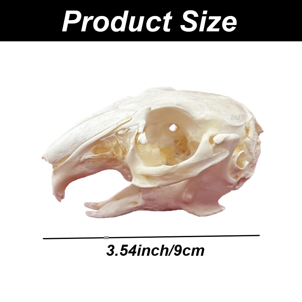 DRXRD Taxidermie Animaux Os, Spécimen de Crâne d’Animal Naturel, Décor de Squelette de Crânes en Résine, pour l’enseignement et l’enseignement des Sciences Rabbit Skull